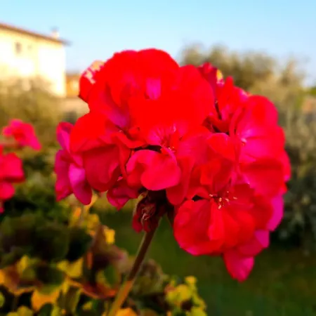 Francesca's Apartment *